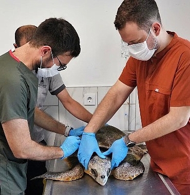 korfezdeki-yarali-caretta-carettaya-yardim-eli.jpg