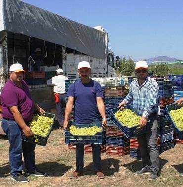 superior-seedless-cesidi-sofralik-uzumun-ihracat-yolculugu-11-temmuzda-basladi.jpg