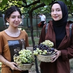 bagcilarda-bag-bozumu-zamani.jpg