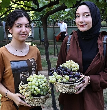 bagcilarda-bag-bozumu-zamani.jpg