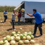 izmirli-ciftci-tarlada-kalan-karpuzunu-hayvanlara-bagisladi.jpg