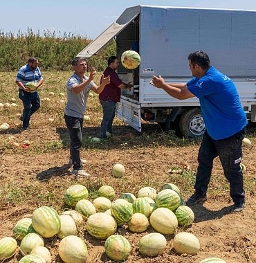 izmirli-ciftci-tarlada-kalan-karpuzunu-hayvanlara-bagisladi.jpg