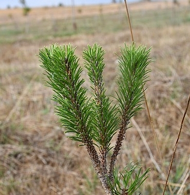 kent-ormaninda-binlerce-fidan-buyuyor.jpg