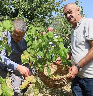 lezzetiyle-meshur-uzumlerin-hasadina-baslandi.jpg