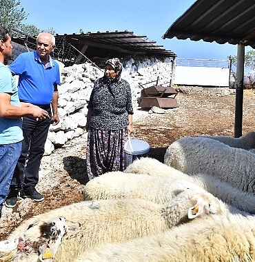 merasiz-kalan-hayvanlar-yem-destegiyle-yasama-tutundu-buyuksehir-yangindan-etkilenen-koylerin-yaralarini-sariyor.jpg