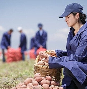 pepsico-turkiyeden-16-agustos-dunya-patates-gununde-yenileyici-tarimda-buyuk-basari-patates-uretiminin-%89u-yenileyici-tarim-uygulamalariyla-gerceklesiyor.jpg
