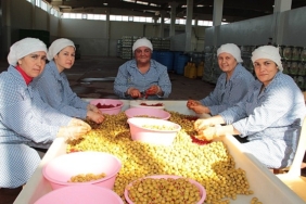 sofralik-zeytin-ihracati-200-milyon-dolara-kosuyor.jpg