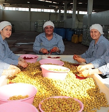 sofralik-zeytin-ihracati-200-milyon-dolara-kosuyor.jpg