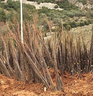 mugla-buyuksehir-belediyesi-her-kapida-bir-fidan-projesi-ile-ucretsiz-fidan-dagitimina-basliyor.jpg