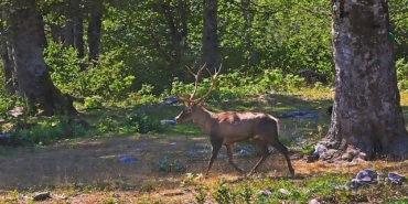 ormanyada-uretilen-kizil-geyikler-dogaya-salinacak.jpg