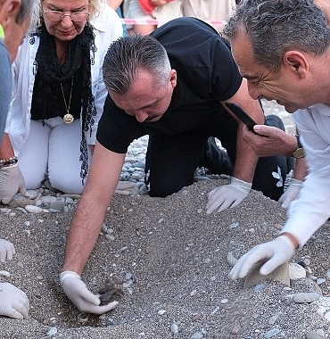 son-caretta-caretta-yuvalari-acildi.jpg