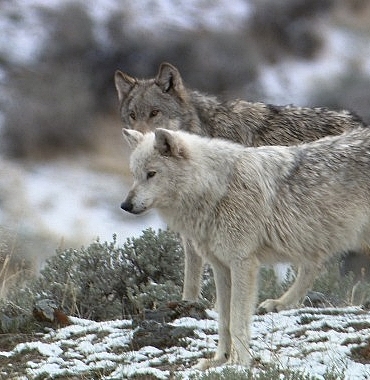 yellowstone-kurtlari-miras-17-eylul-sali-gunu-21-00de-national-geographic-wild-ekranlarinda.jpg