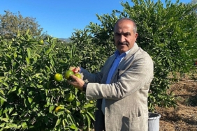 satsuma-mandalinanin-ihracat-yolculugu-18-ekimde-basliyor.jpg