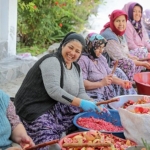 aliaganin-dogal-citak-nar-eksisinin-sofralara-uzanan-oykusu.jpg