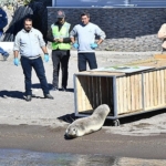 tedavisi-tamamlanan-akdeniz-foku-mavi-sularla-bulustu.jpg
