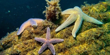 yapay-resifler-bir-yilda-33-farkli-deniz-canlisina-yuva-oldu.jpg