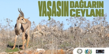 hatay-dag-ceylanlarinin-gelecegi-icin-yeni-adimlar-atiliyor.jpg