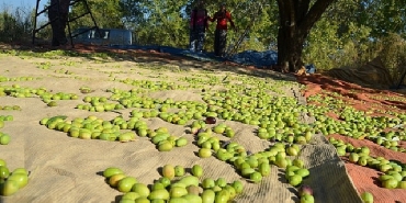 turk-zeytincilik-sektoru-abd-pazarinda-yuzde-10-pay-almayi-hedefliyor.jpg