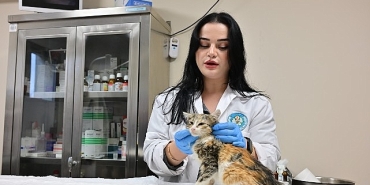 minik-patiler-kliniginde-kisirlastirilan-kedi-sayisi-3-bini-gecti.jpg