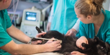 İzmir Veteriner (16)