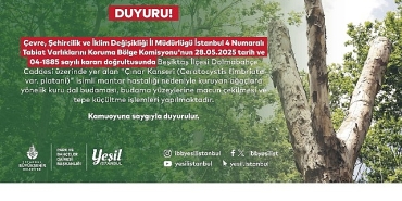 besiktastaki-kanserli-agaclara-budama.jpg