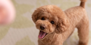 toy poodle (7)