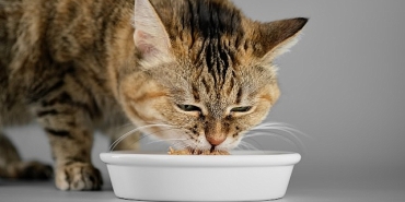veteriner-hekimlerden-yaz-alarmi-kedi-ve-kopekleriniz-icin-hemen-uygulayabileceginiz-7-oneri.jpg
