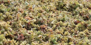 inegol-findiginda-hasat-zamani.jpg