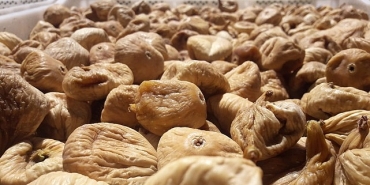 kuru-incirde-aflatoksin-ve-okratoksinle-mucadele-icin-ureticilere-19-bin-kerevet-dagitildi.jpg