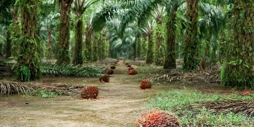 surdurulebilir-palm-yagi-az-alanda-cok-uretim-yaklasimiyla-cevreci-bir-cozum-sunuyor.jpg