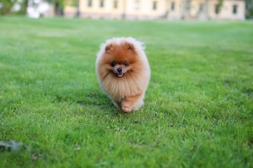 Pomeranian boo yavru