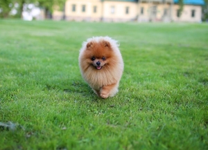 Pomeranian boo yavru