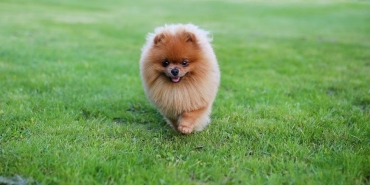 Pomeranian boo yavru