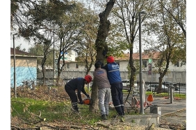 bakirkoy-belediyesinden-teke-bocegine-karsi-etkin-mucadele.jpg