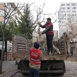 keciorende-budama-calismasiyla-yesil-ortu-korunuyor.jpg