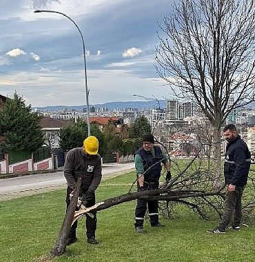 siddetli-lodosun-devirdigi-agaclara-osmangazi-belediyesinden-aninda-mudahale.jpg