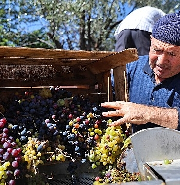 Büyükşehir’den üzüm üreticilerine makine desteği