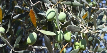 Gemlik'te Zeytin Ağacı 1500 Yıldır Meyve Veriyor