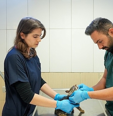 Maltepe’de sahipsiz kedi kısırlaştırma işlemlerinde online randevu dönemi başlıyor