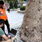 Asırlık ağaçlar tomografiyle korunacak